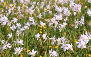 영국 웨일즈 지방의 상징 꽃인 수선화에서 추출한 물질이 소 메탄가스를 30% 줄여준다