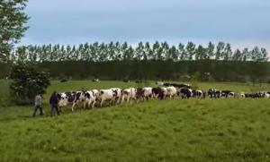 캐나다의 연간 젖소 도태율은 29.4%이며, 번식 문제로 인한 도태가 15.5%를 차지한다
