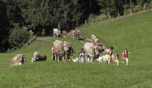 스위스에서는 거의 모든 젖소가 이름을 갖고 있으며, 가장 많은 이름은 ‘벨라’와 ‘튤립’이다
