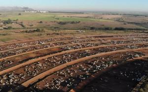 1일 7만7천여두의 소를 도축하는 브라질 업체가 3천6백여두의 도축 시설을 추가로 투자한다