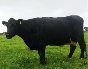 700만두의 소를 사육하는 아일랜드에서 앵거스 품종의 암소가 33년을 살다가 자연사했다