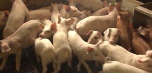 한돈협, 정부에 ‘돼지 수매' 요청